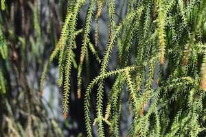 Moisture Loving High Water: Dacrydium cupressinum