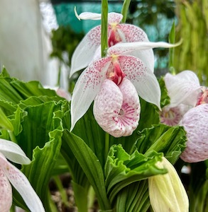 High Maintenance: Cypripedium formosanum