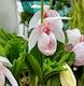 Cypripedium formosanum