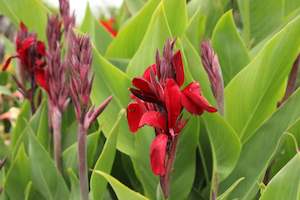 Clay Soil Tolerant: Canna x generalis Black Magic