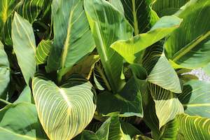Clay Soil Tolerant: Canna Tropicana Gold