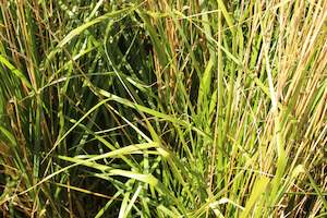 Calamagrostis Karl Foerster