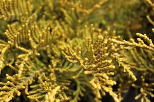 Wind Tolerant Plants: Hebe ochracea James Stirling