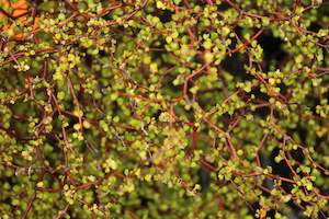 Wind Tolerant Plants: Muehlenbeckia astonii