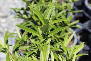 Wind Tolerant Plants: Hebe townsonii
