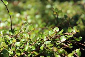 Wind Tolerant Plants: Muehlenbeckia axillaris