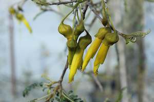 Wind Tolerant Plants: Sophora Longicarinata
