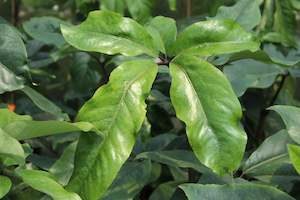 Wind Tolerant Plants: Pseudopanax laetus