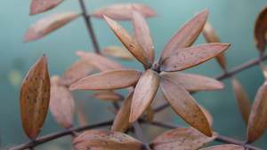 Agathis australis