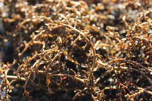 Coprosma Temple Valley