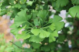 Ginkgo biloba Ming Princess
