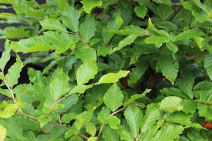 Deciduous: Fagus sylvatica