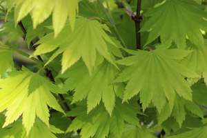Deciduous: Acer japonicum aureum