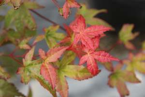 Acer Shindeshojo