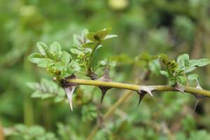 Zanthoxylum simulans