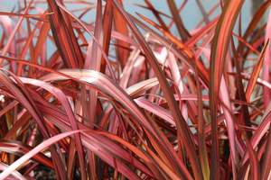 Evergreen Plants Chch Canterbury: Phormium Evening Glow