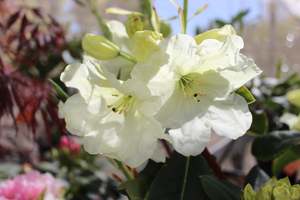 Rhododendron Lemon Lodge