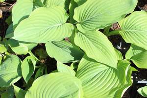 Perennials Bulbs Chch Canterbury: Hosta Sum and Substance