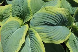 Hosta sieboldiana Marginata