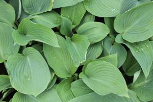 Perennials Bulbs Chch Canterbury: Hosta Blue Angel