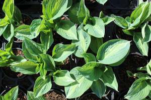 Perennials Bulbs Chch Canterbury: Hosta Full Monty