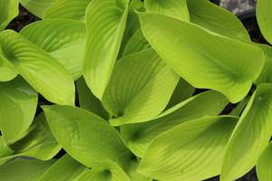 Hosta Little Aurora