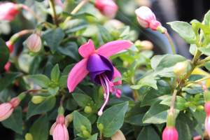 Fuchsia lambada