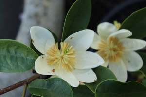 Michelia velvet and cream