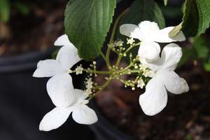 Viburnum plicatum mariesii