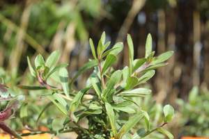 Winter Dormant: Gaura lindheimeri Whirling Butterflies
