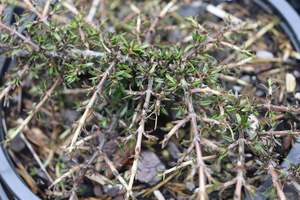 Coprosma flat freddy