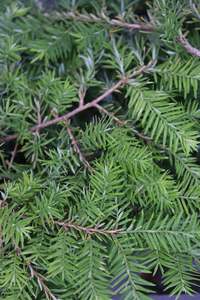 Conifers Chch Canterbury: Tsuga canadensis Pendula