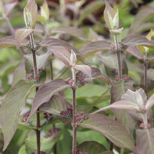 Deciduous: Callicarpa bodinieri