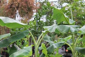 Edibles Chch Canterbury: Musa Misi Luki