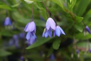 Evergreen Plants Chch Canterbury: Sollya heterophylla Blue