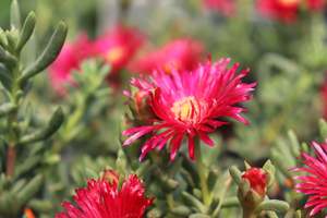 Evergreen Plants Chch Canterbury: Delosperma cooperi