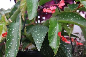 Evergreen Plants Chch Canterbury: Begonia maculata