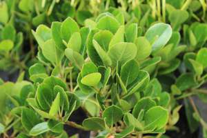 Evergreen Plants Chch Canterbury: Rhaphiolepis Oriental Pearl