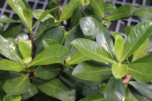 Nz Native Chch Canterbury: Elingamita johnsonii