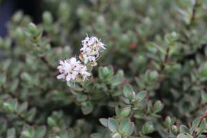 Nz Native Chch Canterbury: Hebe pimeleoides glauca