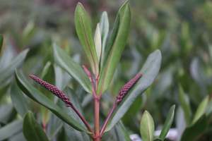 Nz Native Chch Canterbury: Hebe Wiri Vision