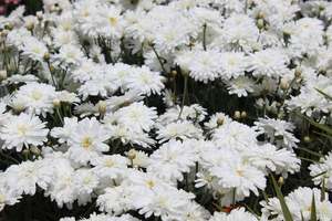 Argyranthemum Purity