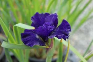 Perennials Bulbs Chch Canterbury: Iris sibirica Over in Gloryland