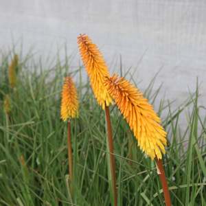 Perennials Bulbs Chch Canterbury: Kniphofia Shining Sceptre
