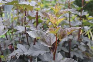 Physocarpus opulifolius Shady Lady