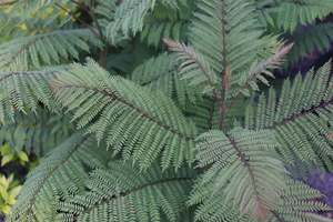 Jacaranda mimisaefolia