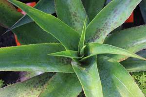 Succulents Cacti Chch Canterbury: Manfreda species