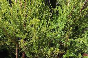 Halocarpus bidwillii