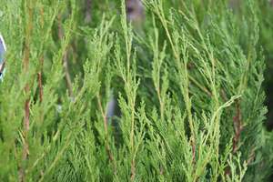 Conifers Chch Canterbury: Juniperus chinensis Spartan
