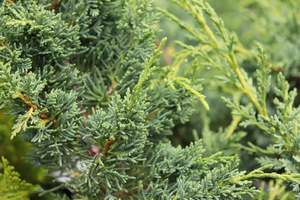 Juniperus x media blaaw
